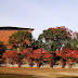 旧尾倉小学校校庭から眺めた八幡市民会館の秋