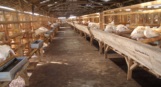 Rahasia beternak kambing sistem semi modern Ruang Budidaya