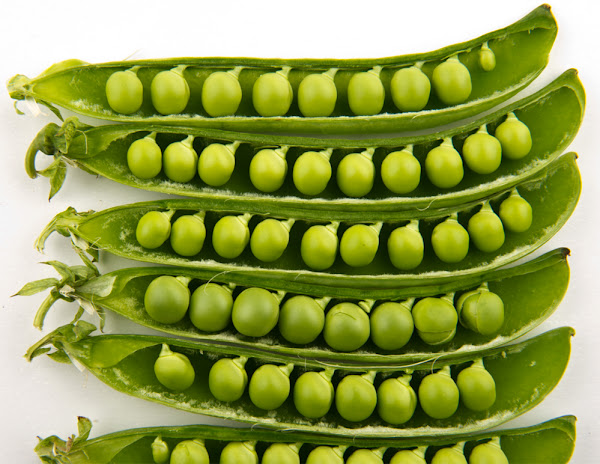 pea, peas, how to grow peas, pea farming, commercial pea farming, growing peas commercially, guide for pea farming, guide for commercial pea farming, how to start commercial pea farming