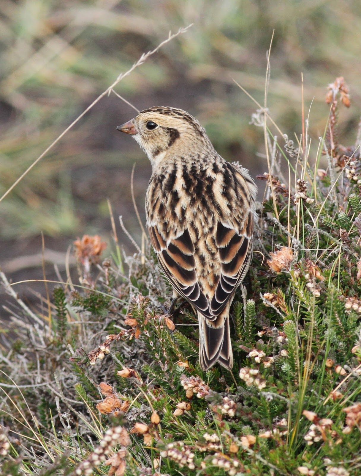 We Bird North Wales: Lapland comes to Anglesey