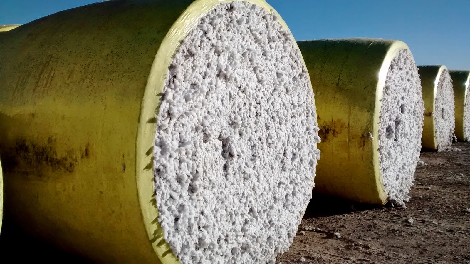 Living Rootless Arkansas Cotton