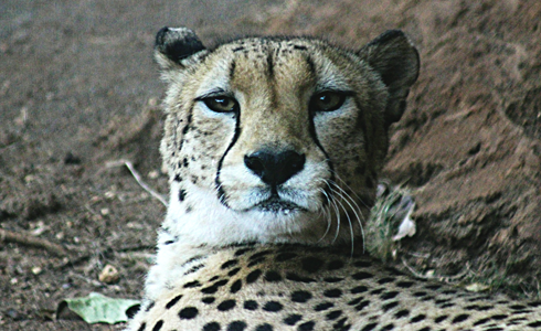 cheetah honolulu zoo hawaii
