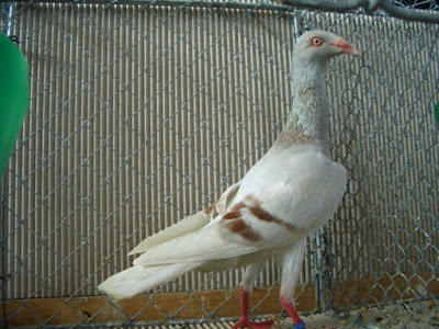 german tumbler pigeons - german pigeons - tümmler