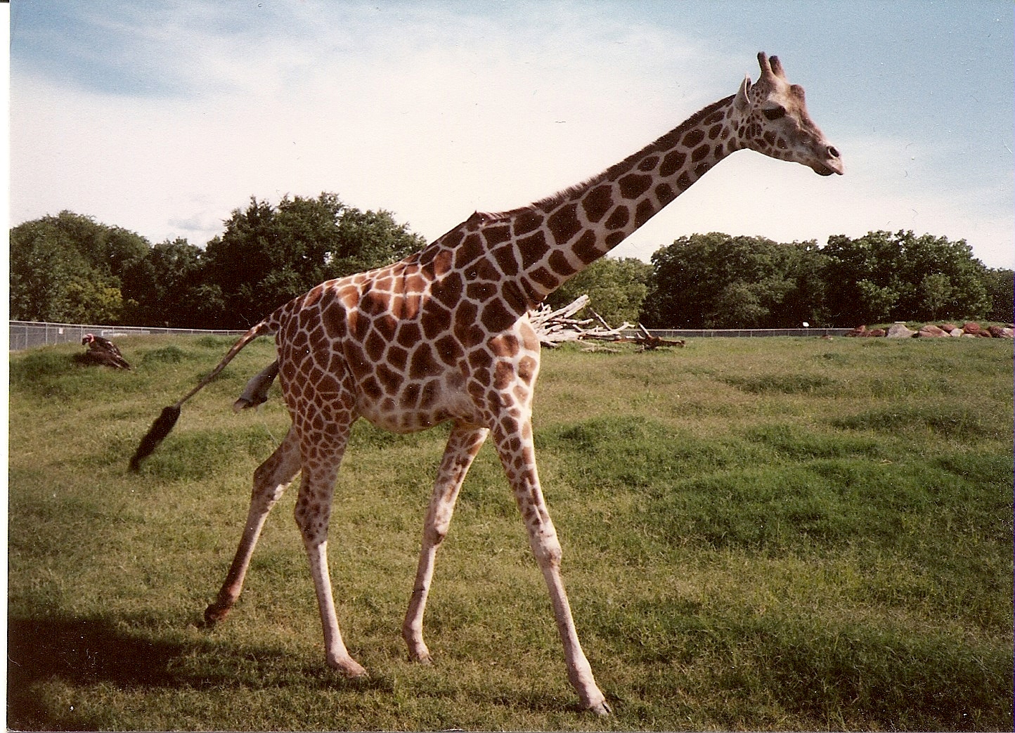 Birth of a Giraffe, Attended by Vultures