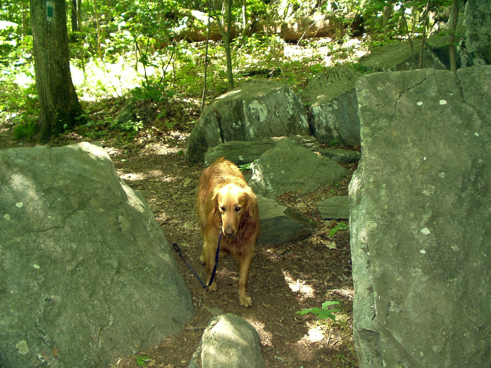hikewithyourdog Rock Creek Regional Park