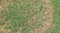 Zoysia Grass Problems