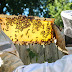 Papa’s Honey - Michigan Natural Raw Honey Supplier