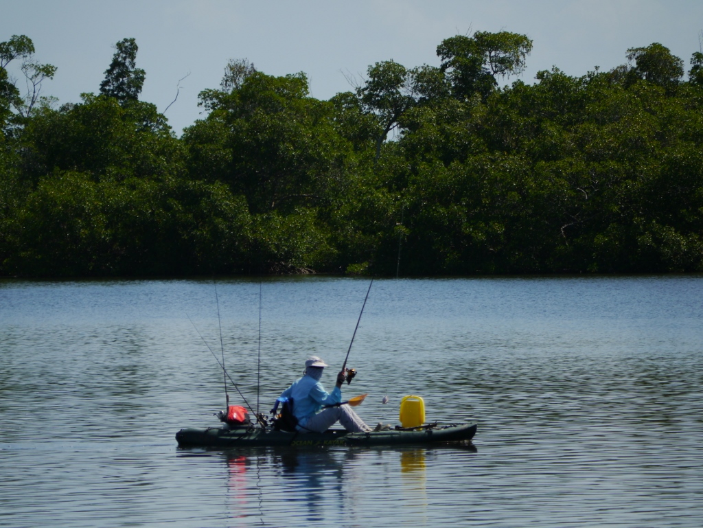 Ile de Sanibel Floride Alligator Mangrove