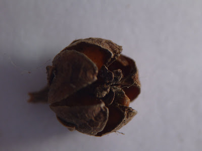 Pieris japonica - dried seed capsule