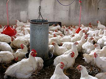 Agronovida: Pollos orgánicos