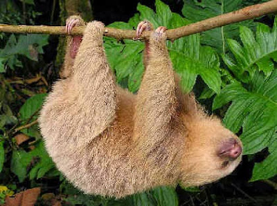 Hoffmann´s Two-toed Sloth