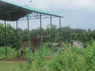 Giraffe in Core Safari Park