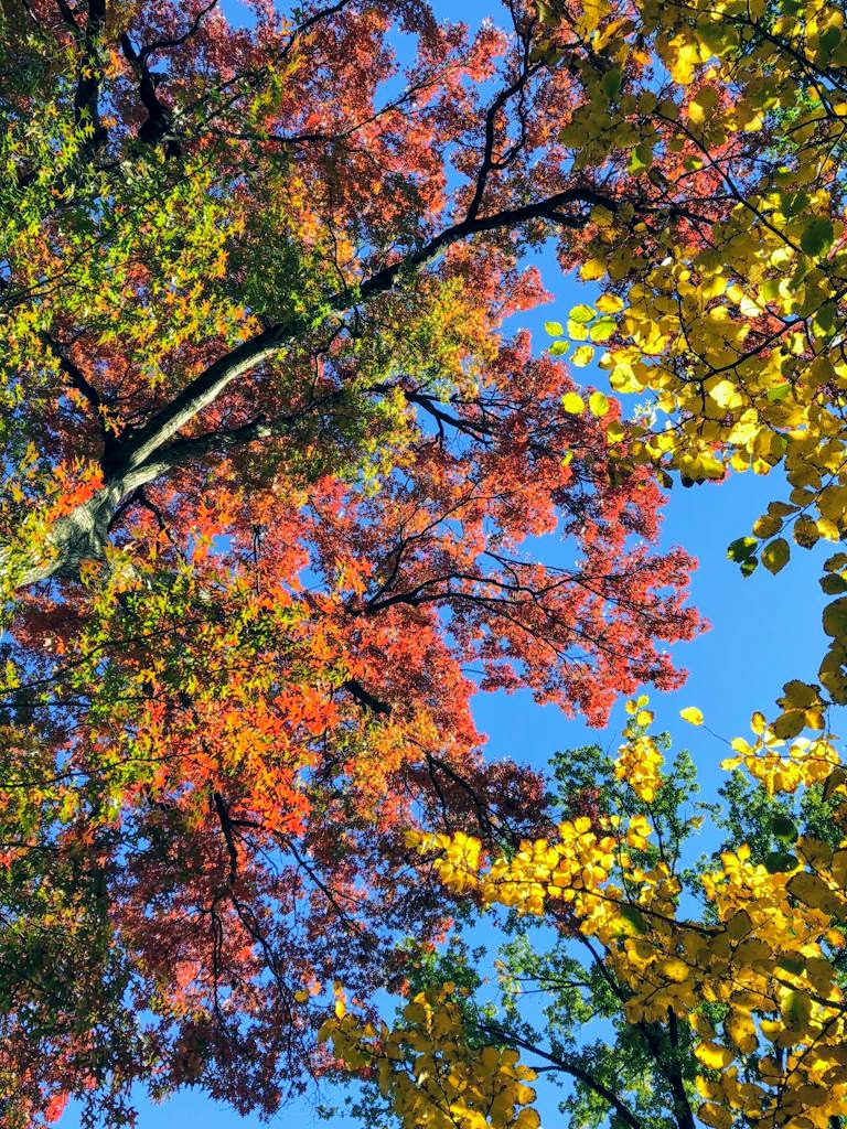 Vista de cerca del foliaje de otoño en Central Park