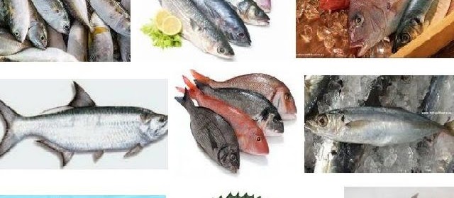 Nama Nama Ikan Laut Dangkal dan Dalam Bisa Dikonsumsi