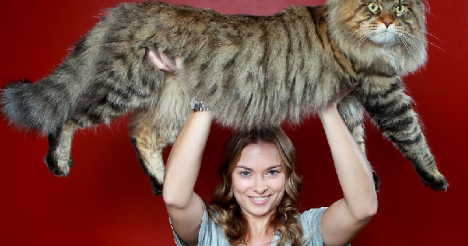 Ciri-ciri Khas dan Sifat Kucing Maine Coon - Tips And Trick Merawat