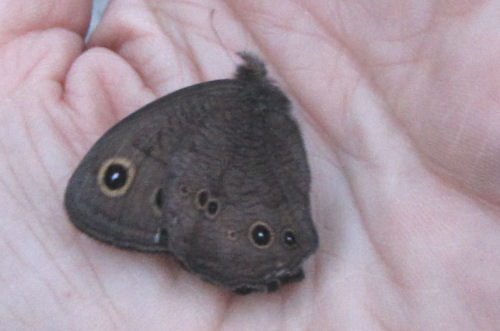 little wood satyr butterfly