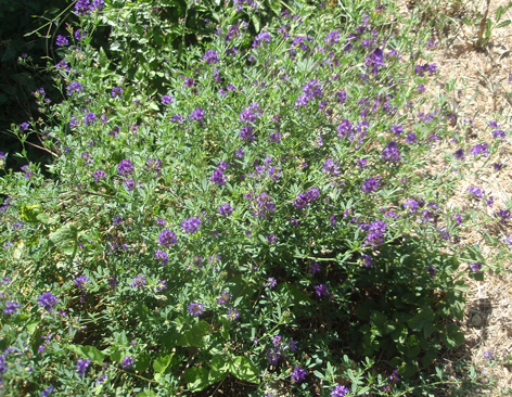 alfalfa en flor
