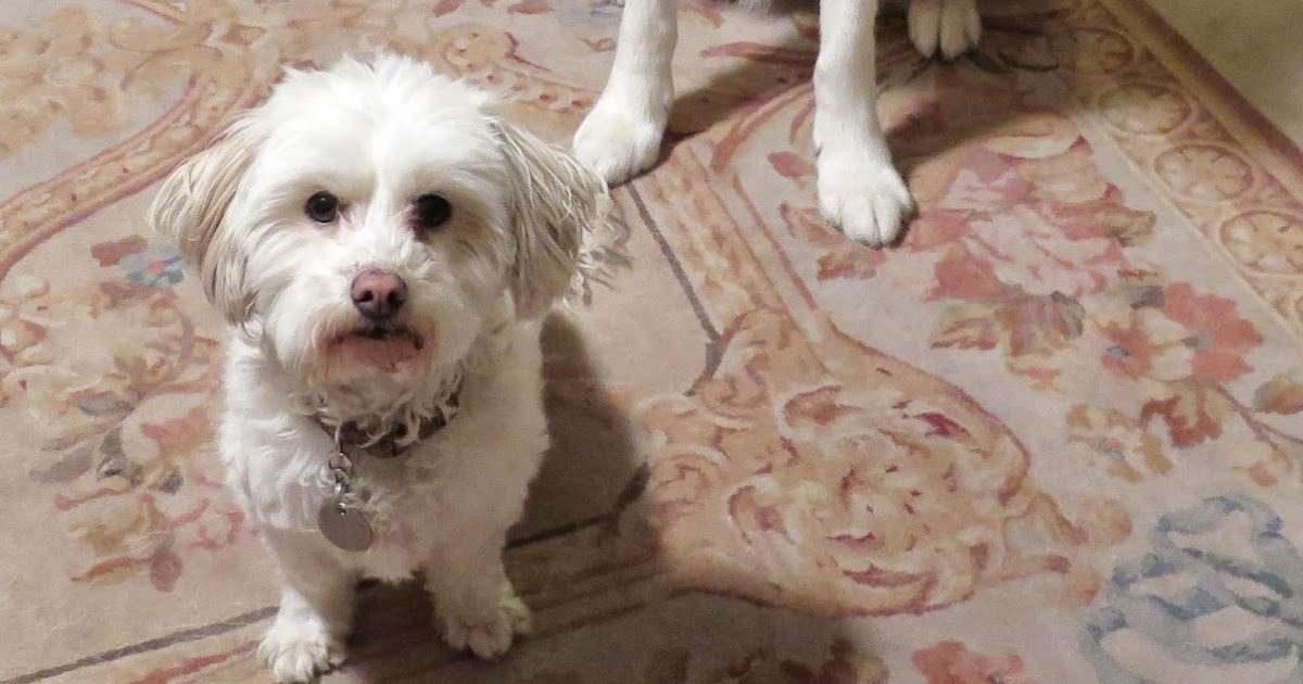 Dogs Luv Us and We Luv Them HOW TO PREVENT YOUR DOG FROM DOOR DASHING