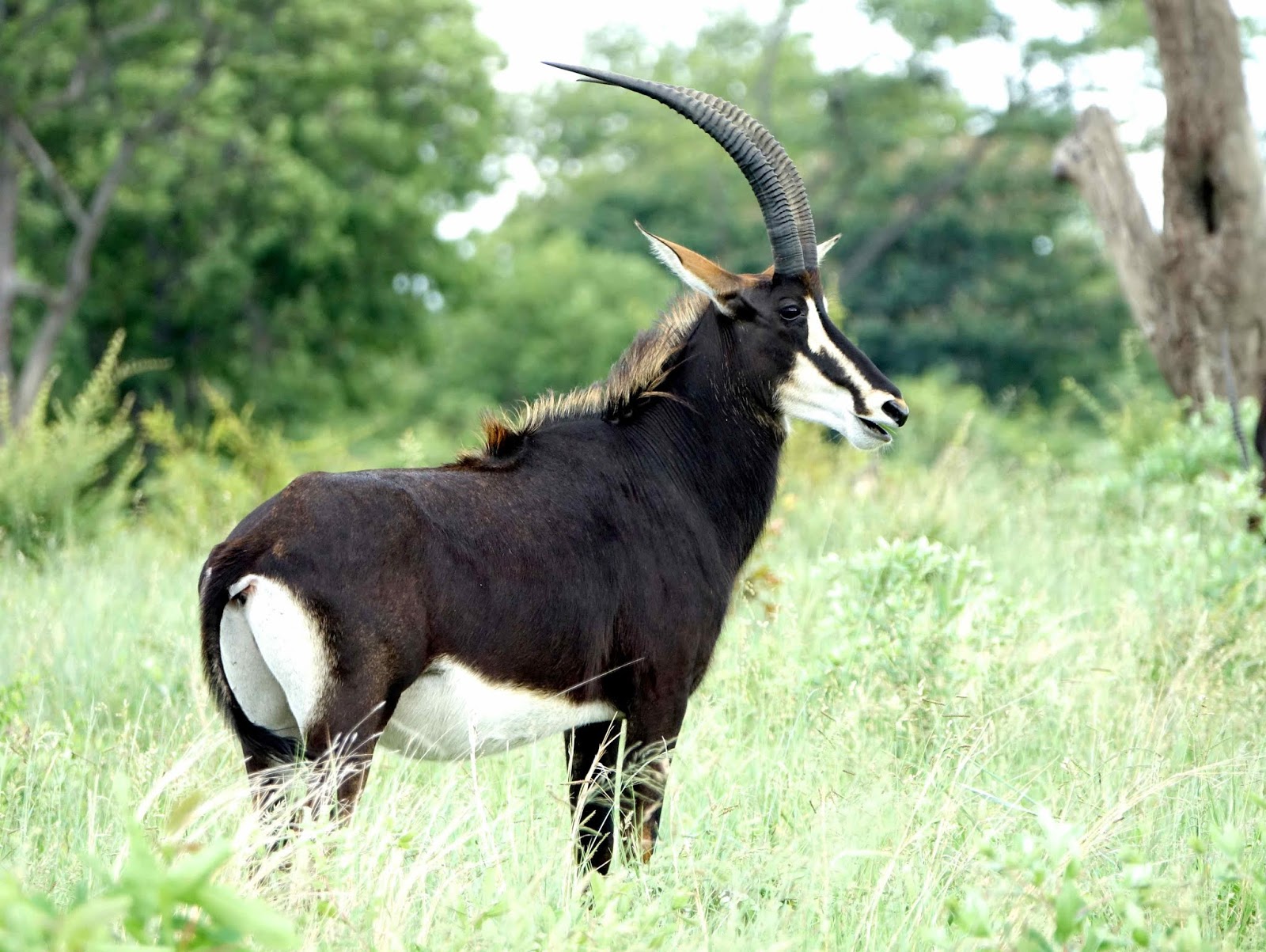 The Intrepid Tourist ZIMBABWE, Animals of Hwange National Park, Guest