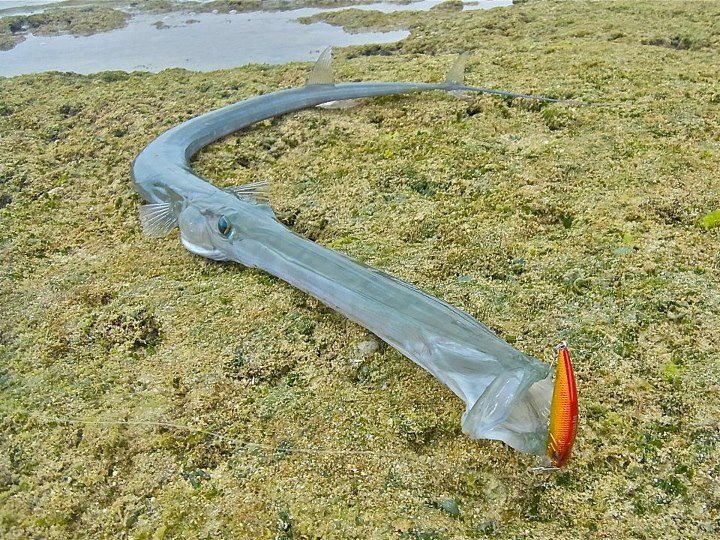 Fish Index Bluespotted (Fistularia commersonii)