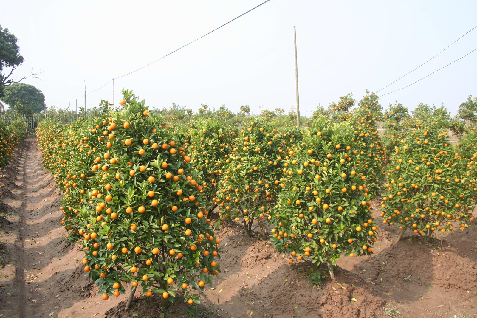 Ý nghĩa cây quất trong ngày tết - Quất Tết | Mua Quất Tết | Quất Tết ...