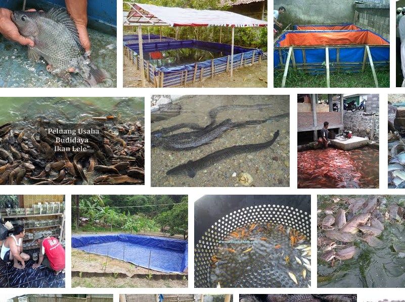 Cara Membuat Kolam Ikan Minimalis untuk Pemula