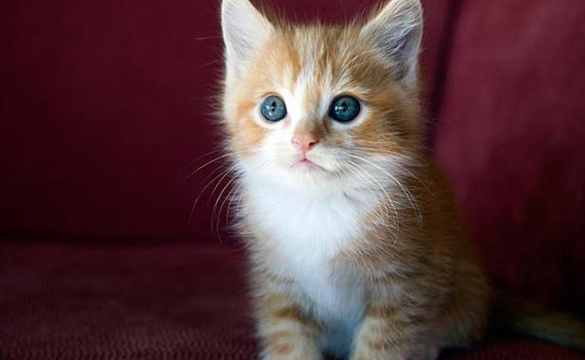 10 Hewan Paling Imut Di Dunia