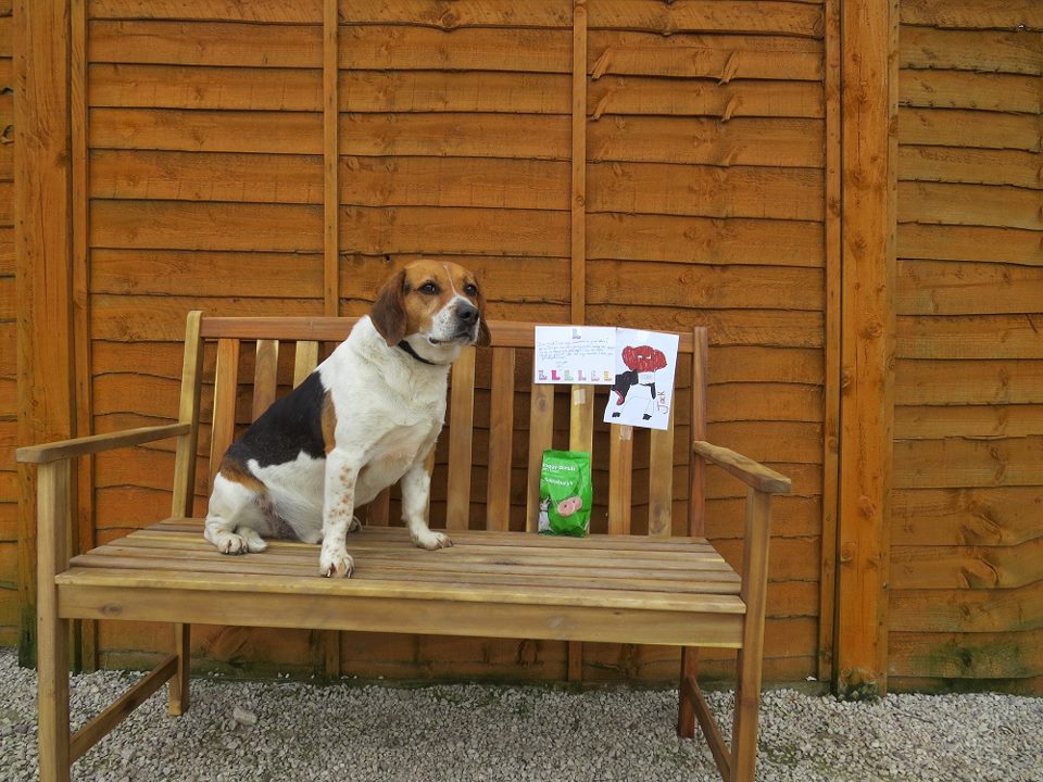 beagle welfare rehoming centre