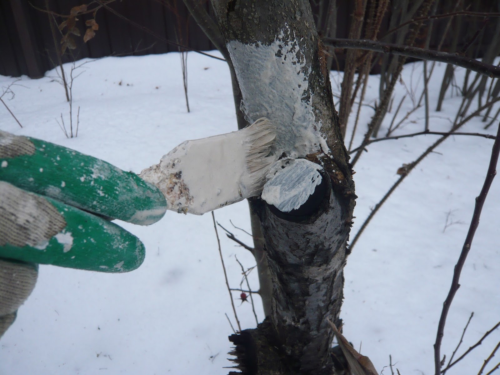 можно ли красить деревья при минусовой температуре