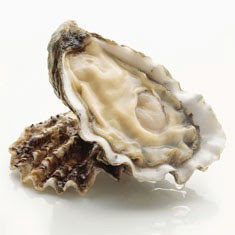 restoring oysters Pacific Oyster