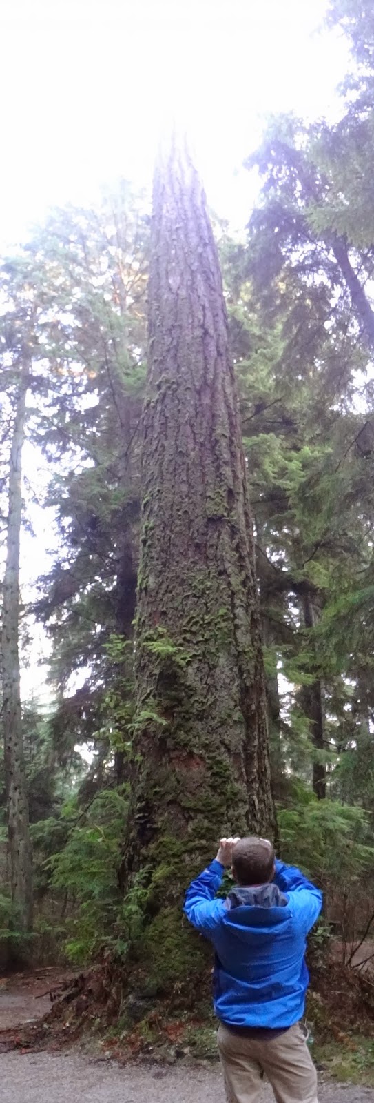 Huge tree in Vancouver's Stanley Park