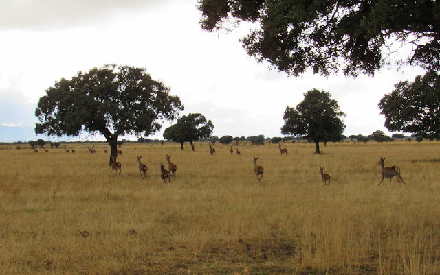 Espectáculo de la berrea en Cabañeros