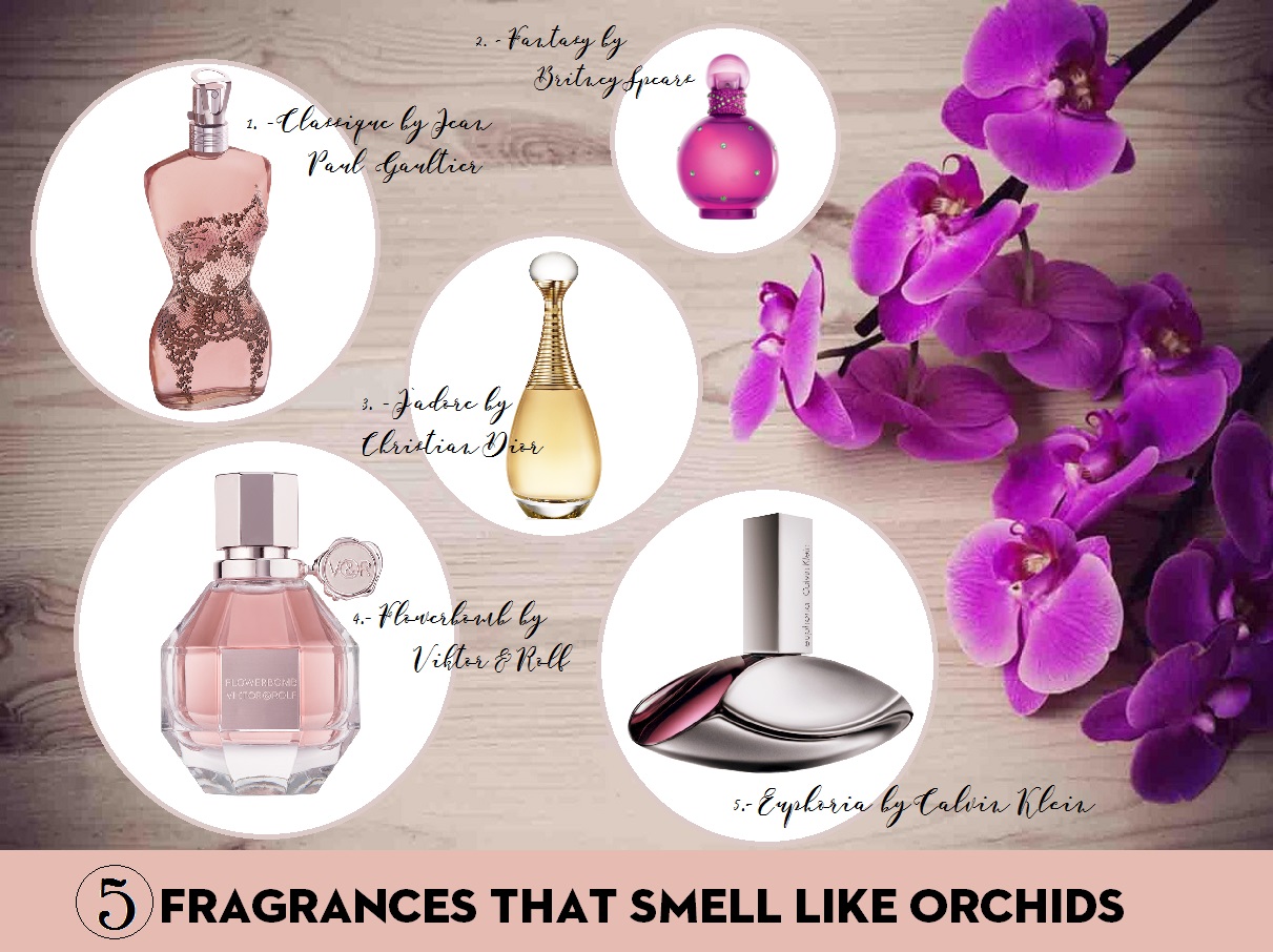 5 Fragrances That Smell Like Orchids Abella's Beauty Blog