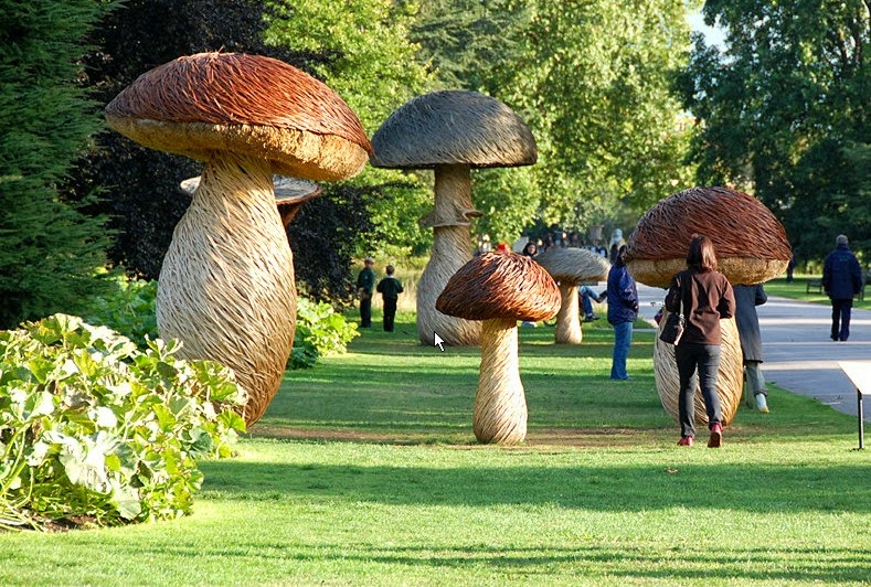 Aigronne Valley Wildlife SPOTTED ON THE WEB Magnificent... giant mushrooms...