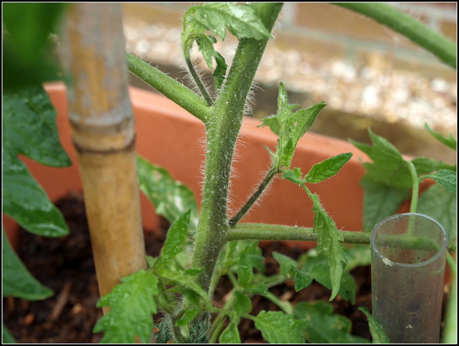 Mark's Veg Plot: Pinching-out and tying-in