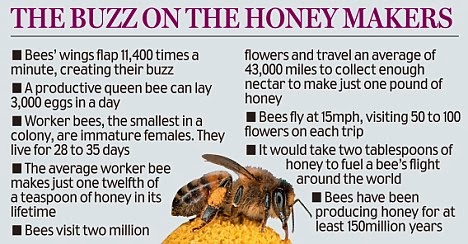 bee facts