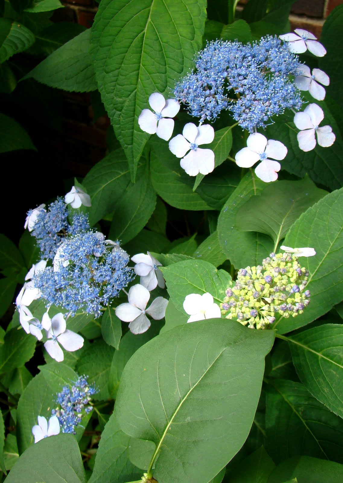 Inspirational Hydrangea Flower Quotes