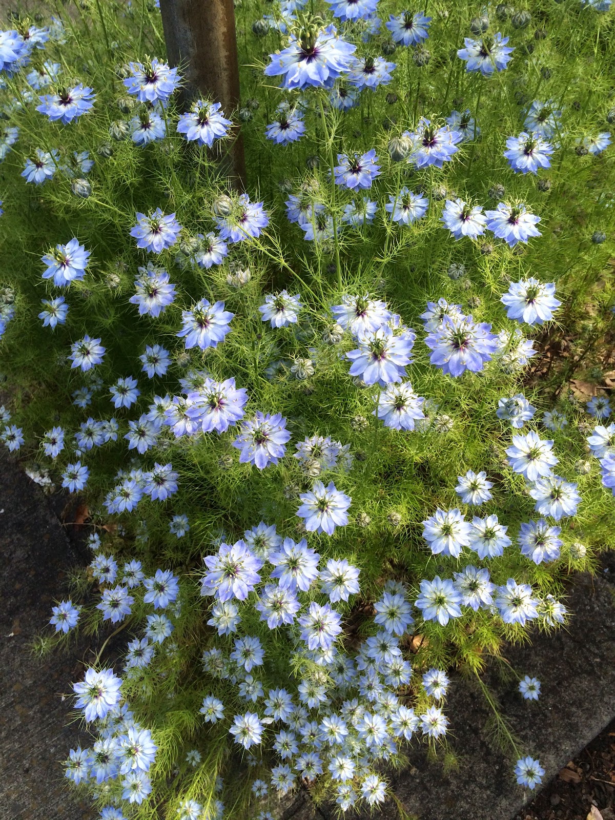 The petite, merci Our (new) obsession foraging for and cooking with