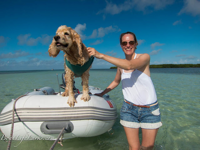 Boat dog enjoys dinghy rides at the Elliot Key sandbar