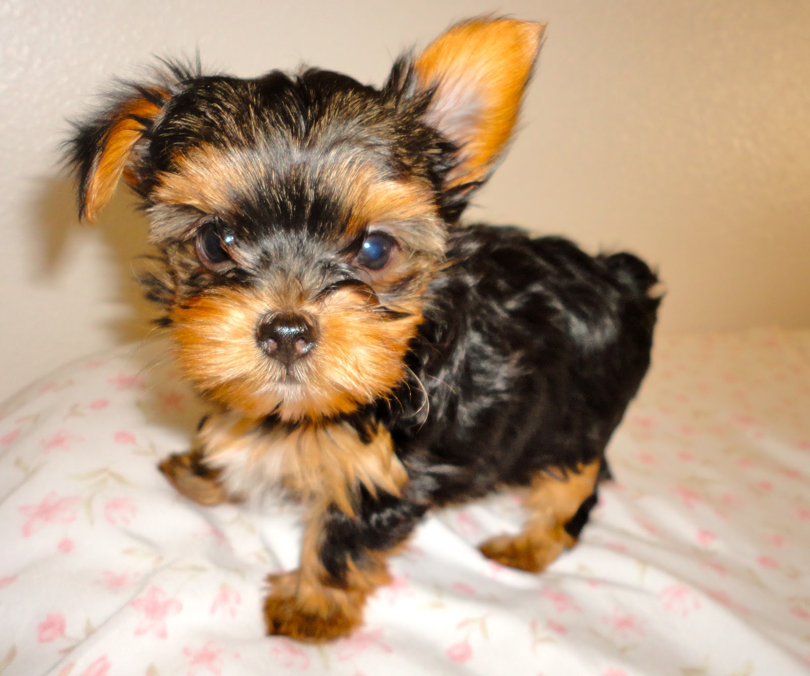 Courtney's AKC Yorkies Puppies 7 weeks old!