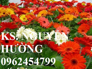 Cung cấp Cây giống đồng tiền cấy mô, hoa đồng tiền cánh kép siêu nụ  lùn, trung, cao . Cung cấp Cây giống đồng tiền cấy mô, hoa đồng tiền cánh kép siêu nụ  lùn, trung, cao .