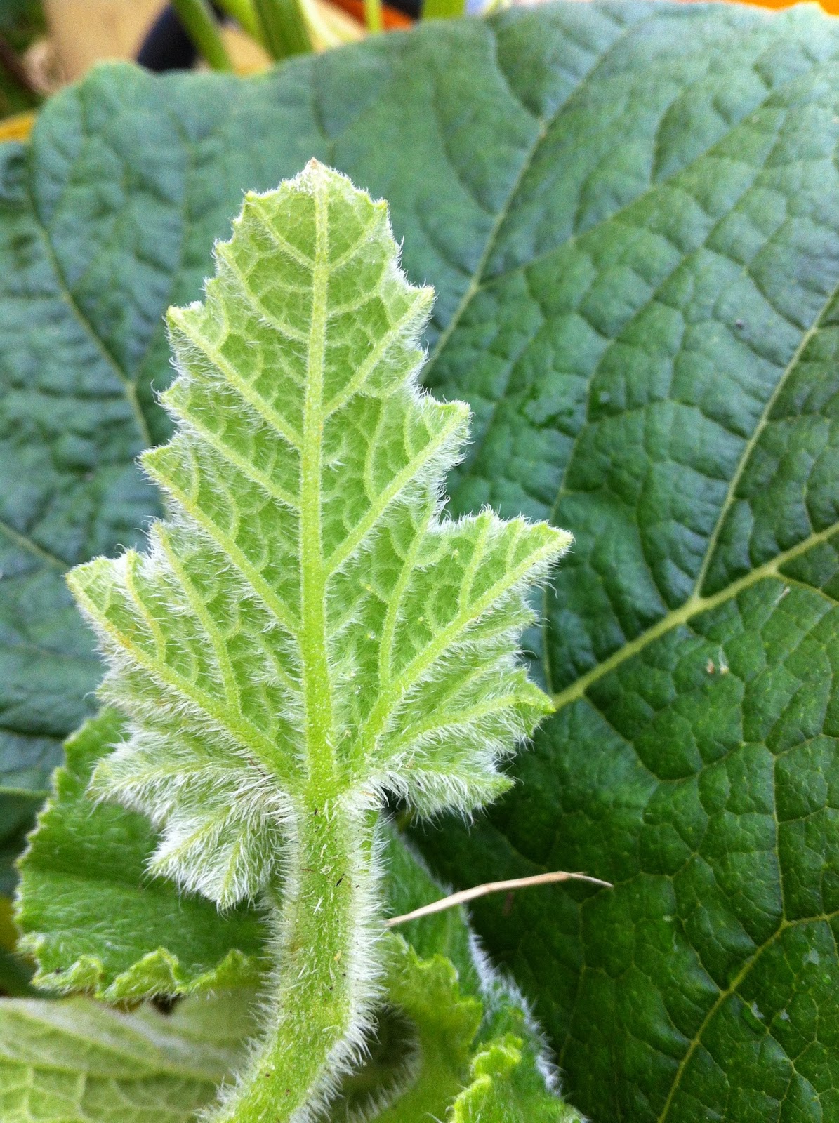Raw Edible Plants Butternut squash (Cucurbita moschata 'butternut')