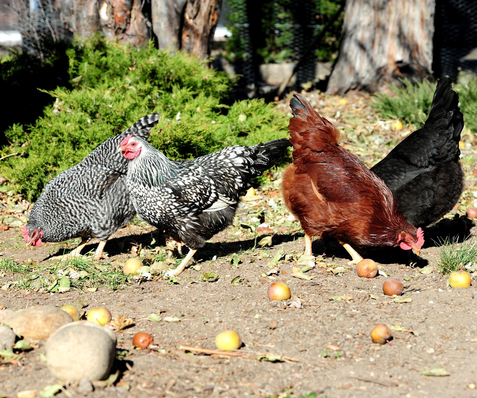 Jeffco Master Gardeners Caring For Backyard Chickens By Elizabeth Buckingham 