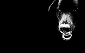 Animals Zoo Park: Black Dog Wallpapers for Desktop