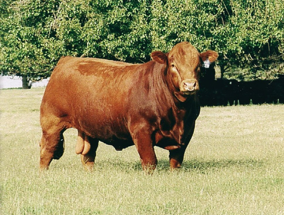 Bull Wild Life Planet Bull Wild Life Planet