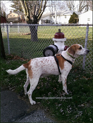 My Dog Valentino with Fire Hydrant