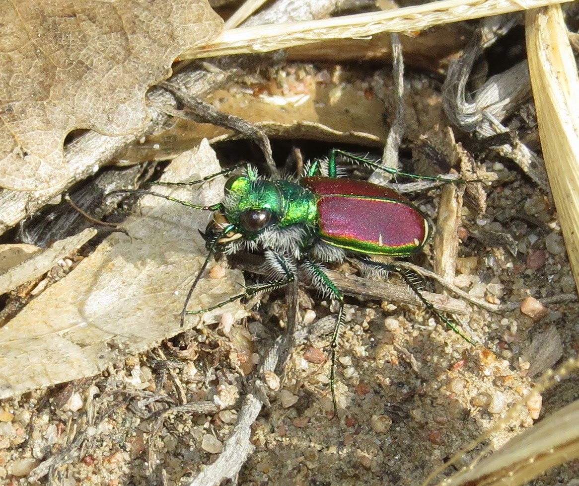 Bug Eric Springtime Tiger Beetles