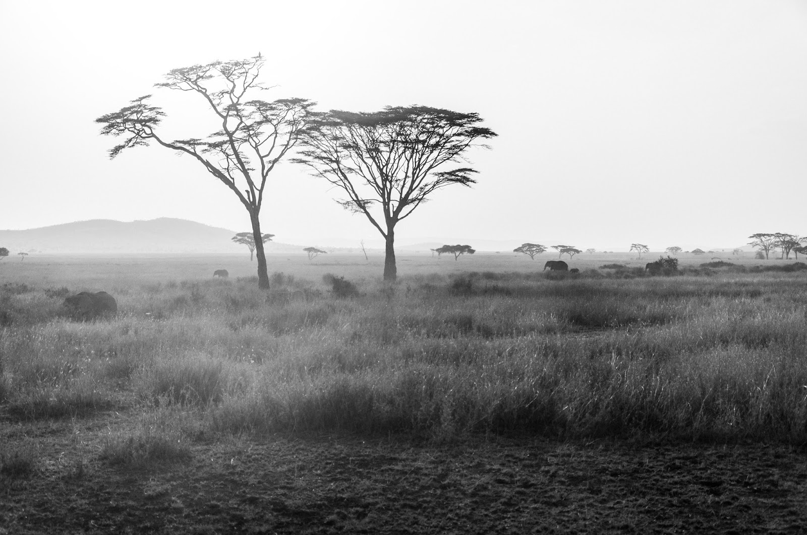 Serengeti Hikayeleri