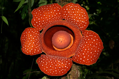 Make It Davao: Rafflesia - World's Largest Flower