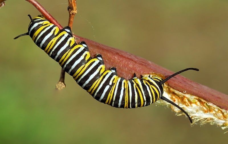 Orugas